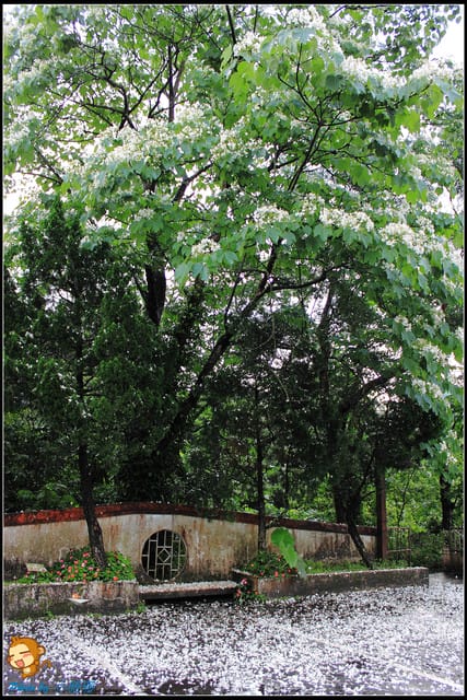 《遊記—新北石碇》永定國小~那一年我們一起追的桐花! - 第4張圖 《遊記—新北石碇》永定國小~那一年我們一起追的桐花!