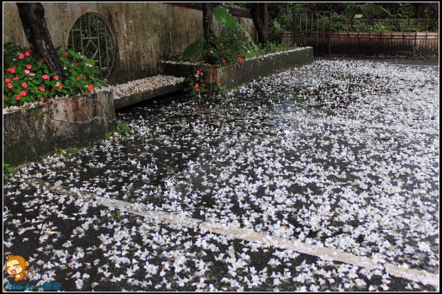 《遊記—新北石碇》永定國小~那一年我們一起追的桐花! - 第5張圖 《遊記—新北石碇》永定國小~那一年我們一起追的桐花!