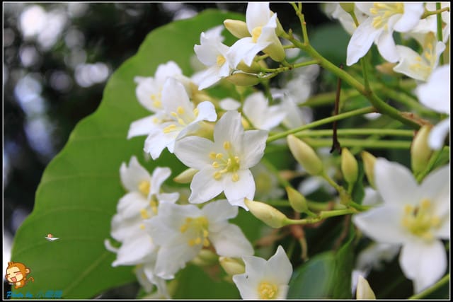 《遊記—新北石碇》永定國小~那一年我們一起追的桐花! - 第10張圖 《遊記—新北石碇》永定國小~那一年我們一起追的桐花!