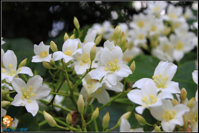 《遊記—新北石碇》永定國小~那一年我們一起追的桐花! - 第9張圖 《遊記—新北石碇》永定國小~那一年我們一起追的桐花!