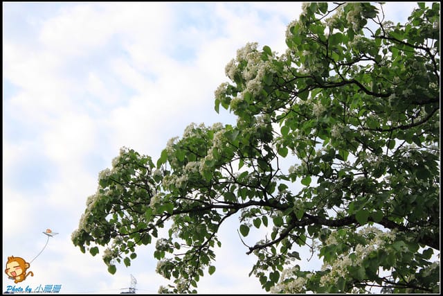 《遊記—新北石碇》永定國小~那一年我們一起追的桐花! - 第17張圖 《遊記—新北石碇》永定國小~那一年我們一起追的桐花!