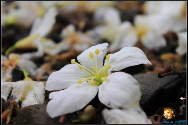 《遊記—新北石碇》永定國小~那一年我們一起追的桐花! - 第20張圖 《遊記—新北石碇》永定國小~那一年我們一起追的桐花!