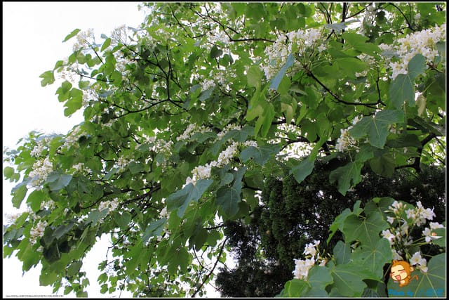 《遊記—新北石碇》永定國小～那一年我們一起追的桐花！