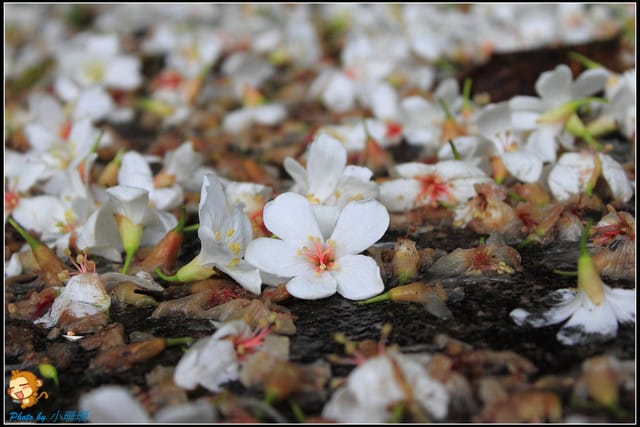 《遊記—新北石碇》永定國小~那一年我們一起追的桐花! - 第16張圖 《遊記—新北石碇》永定國小~那一年我們一起追的桐花!