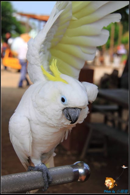 《遊記—台中》天馬牧場～與草泥馬貼臉XD