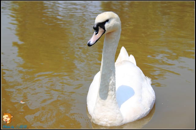 《遊記—台中》天馬牧場～與草泥馬貼臉XD