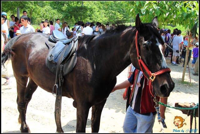 《遊記—台中》天馬牧場～與草泥馬貼臉XD