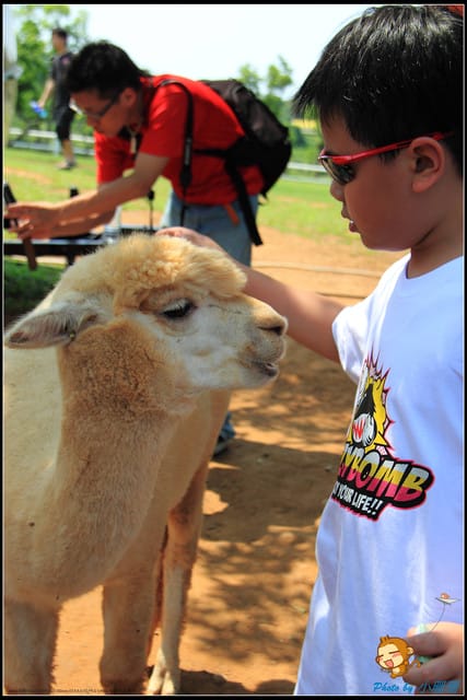 《遊記—台中》天馬牧場～與草泥馬貼臉XD