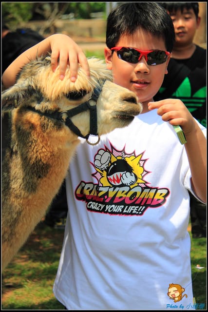 《遊記—台中》天馬牧場～與草泥馬貼臉XD