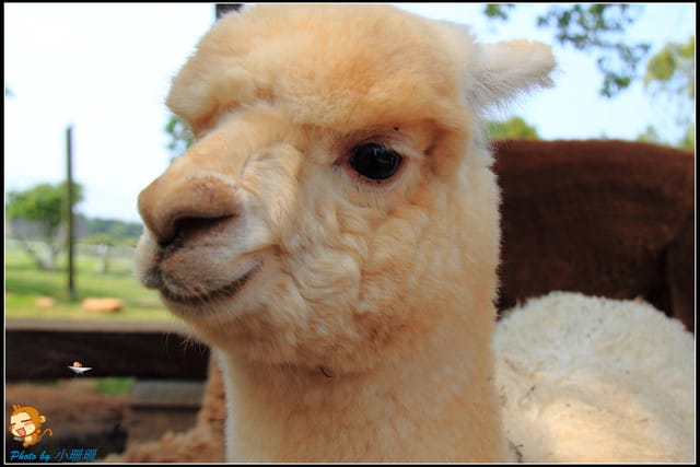 《遊記—台中》天馬牧場～與草泥馬貼臉XD
