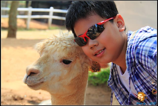 《遊記—台中》天馬牧場～與草泥馬貼臉XD