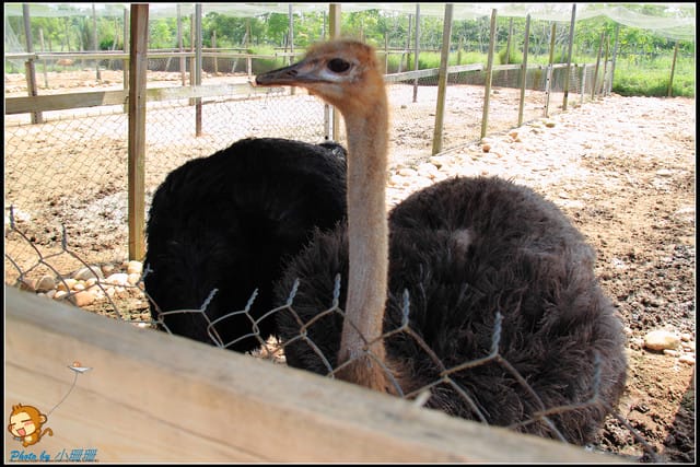 《遊記—台中》天馬牧場～與草泥馬貼臉XD