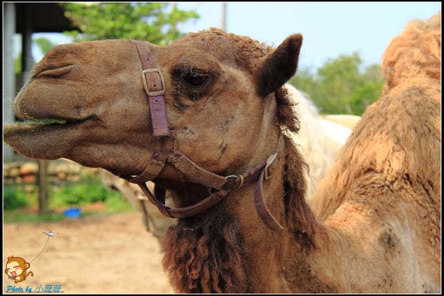 《遊記—台中》天馬牧場～與草泥馬貼臉XD