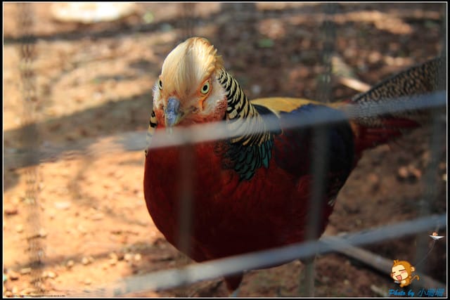 《遊記—台中》天馬牧場～與草泥馬貼臉XD