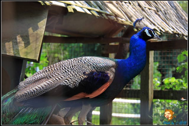 《遊記—台中》天馬牧場～與草泥馬貼臉XD