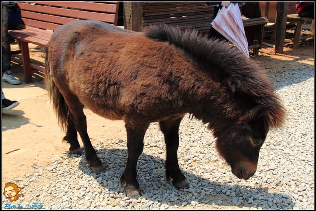 《遊記—台中》天馬牧場～與草泥馬貼臉XD