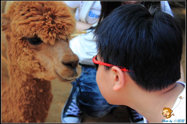 《遊記—台中》天馬牧場～與草泥馬貼臉XD