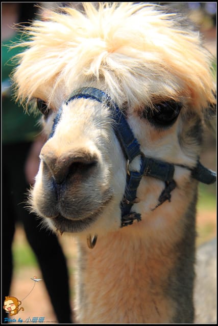 《遊記—台中》天馬牧場～與草泥馬貼臉XD