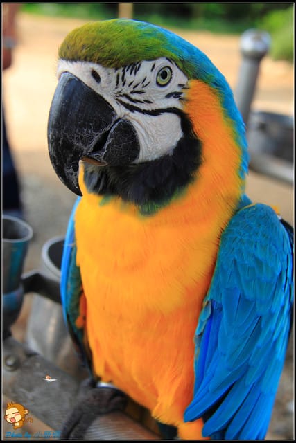 《遊記—台中》天馬牧場～與草泥馬貼臉XD