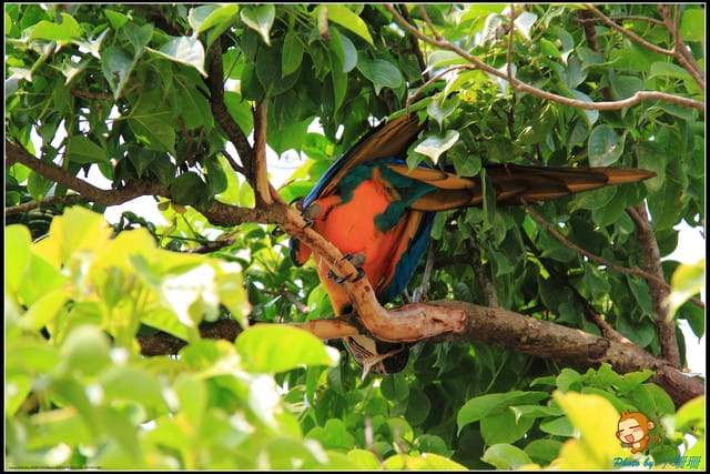 《遊記—台中》天馬牧場～與草泥馬貼臉XD