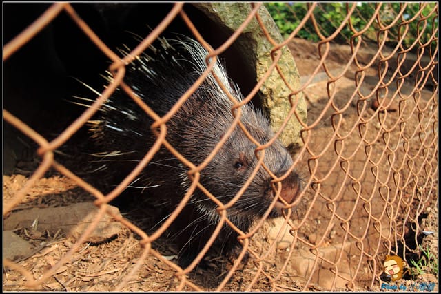 《遊記—台中》天馬牧場～與草泥馬貼臉XD