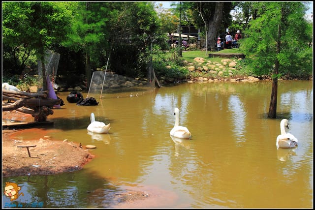 《遊記—台中》天馬牧場～與草泥馬貼臉XD