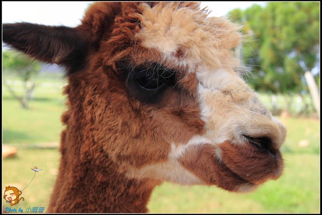 《遊記—台中》天馬牧場～與草泥馬貼臉XD