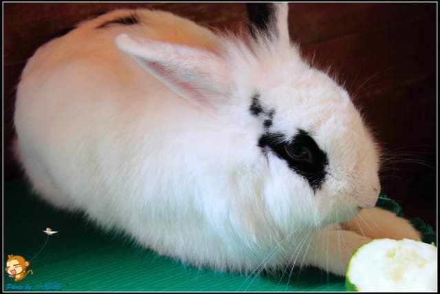 《遊記—台中》天馬牧場～與草泥馬貼臉XD