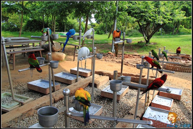 《遊記—台中》天馬牧場～與草泥馬貼臉XD