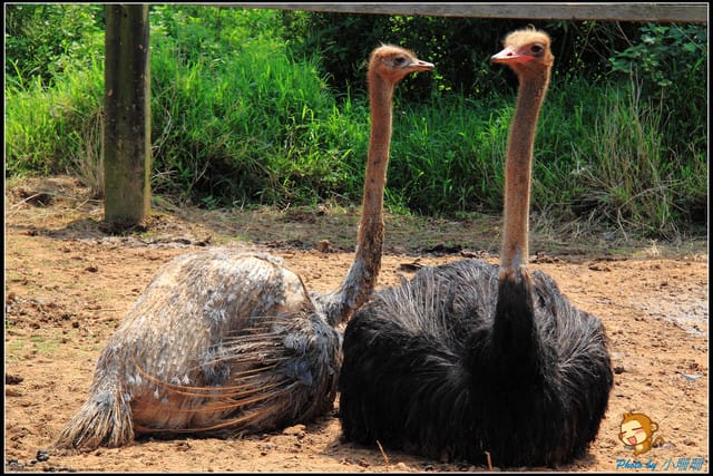 《遊記—台中》天馬牧場～與草泥馬貼臉XD