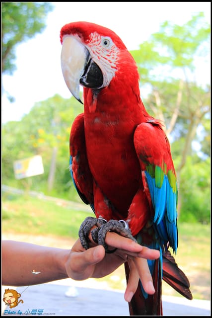 《遊記—台中》天馬牧場～與草泥馬貼臉XD