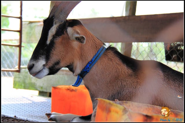 《遊記—台中》天馬牧場～與草泥馬貼臉XD
