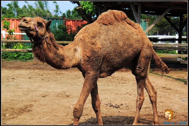 《遊記—台中》天馬牧場～與草泥馬貼臉XD