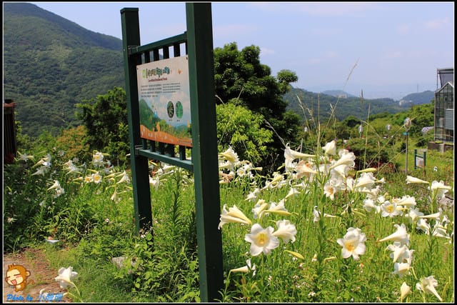 《遊記—台北》內雙溪百合花季