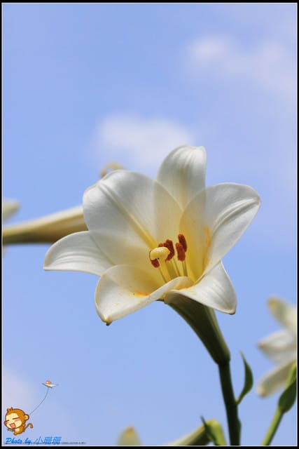 《遊記—台北》內雙溪百合花季