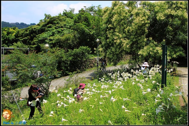 《遊記—台北》內雙溪百合花季