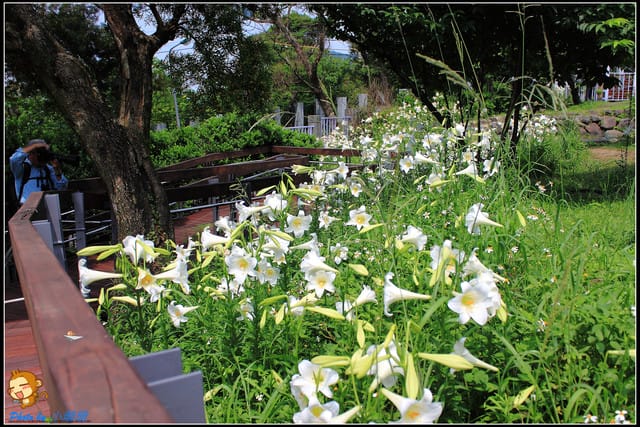 《遊記—台北》內雙溪百合花季