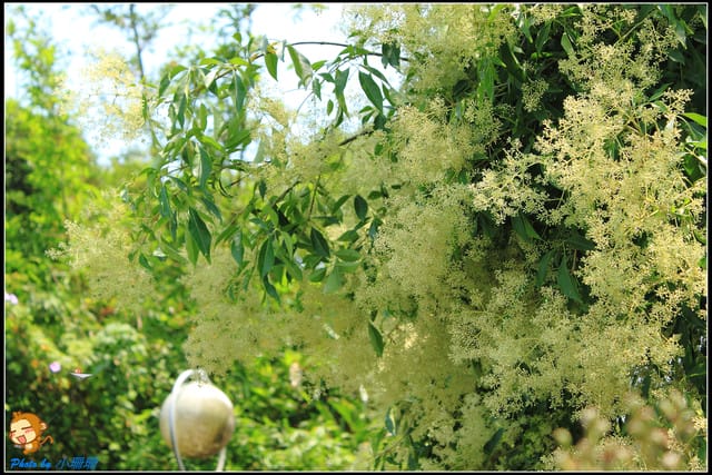 《遊記—台北》內雙溪百合花季