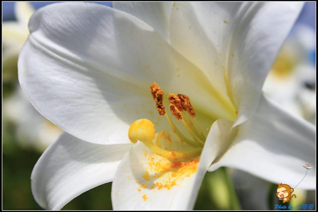 《遊記—台北》內雙溪百合花季