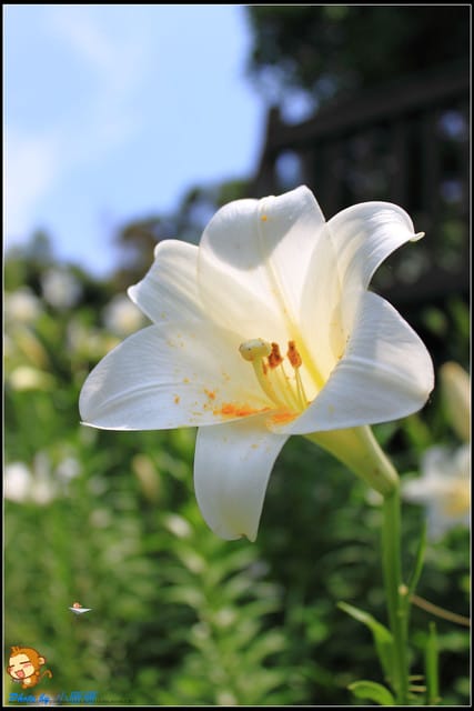《遊記—台北》內雙溪百合花季