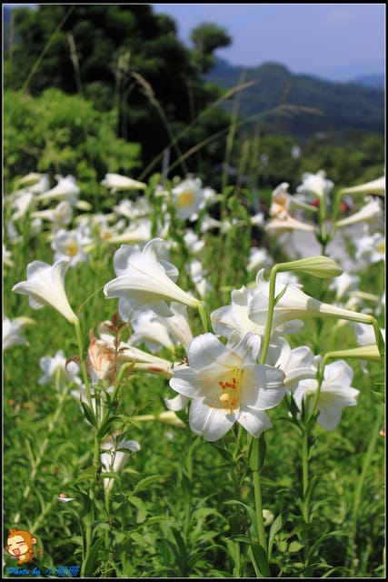 《遊記—台北》內雙溪百合花季