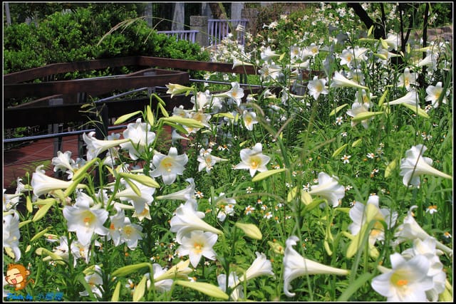 《遊記—台北》內雙溪百合花季