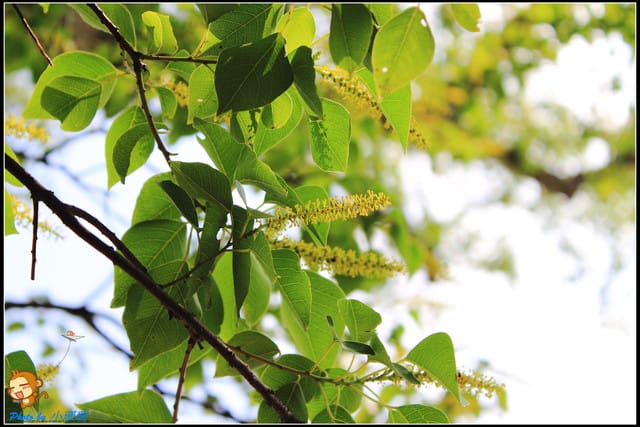 《遊記—台北》內雙溪百合花季