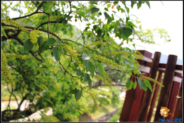 《遊記—台北》內雙溪百合花季