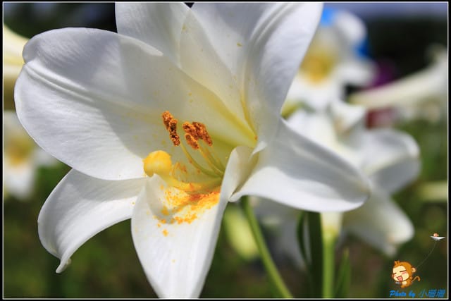 《遊記—台北》內雙溪百合花季