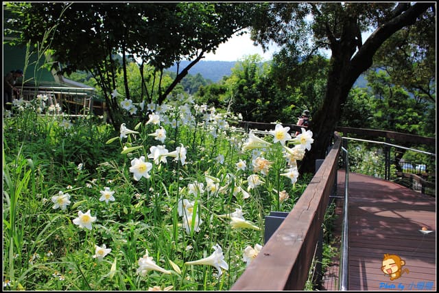 《遊記—台北》內雙溪百合花季