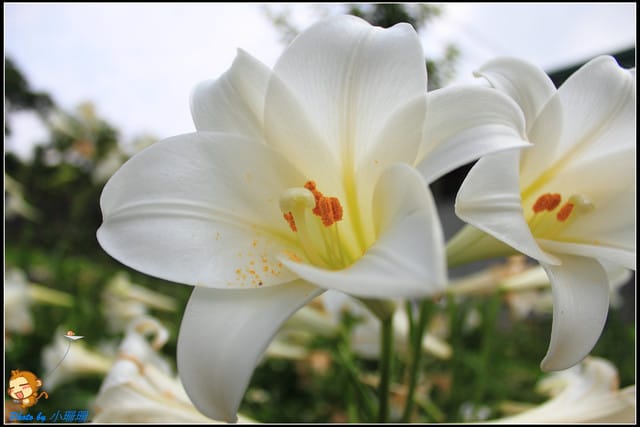 《遊記—台北》內雙溪百合花季