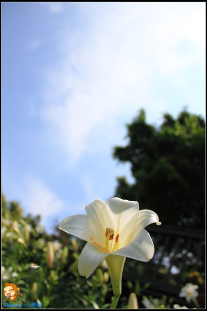 《遊記—台北》內雙溪百合花季