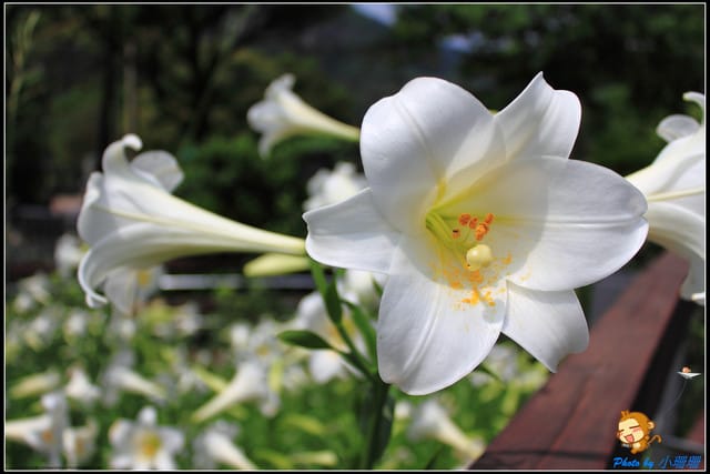 《遊記—台北》內雙溪百合花季
