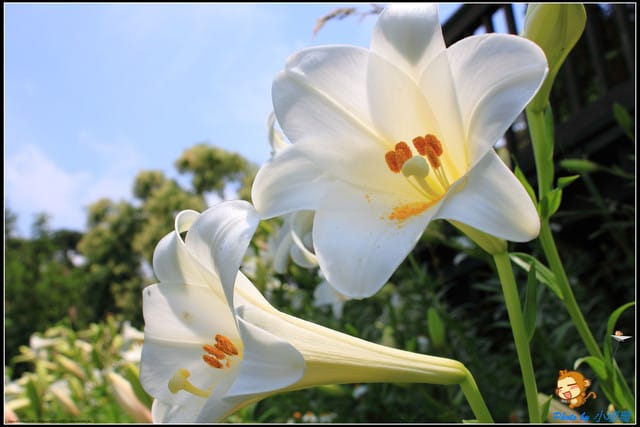 《遊記—台北》內雙溪百合花季